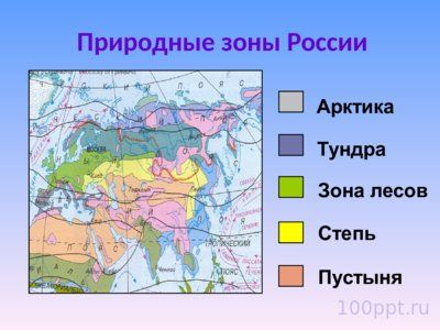 Презентация природные зоны России - слайд 11 11 слайд презентации природные зоны России