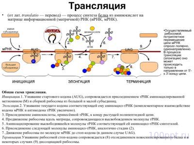 Презентация материальные основы наследственности - слайд 6 6 слайд презентации материальные основы наследственности