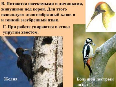 Презентация многообразие птиц - слайд 2 2 слайд презентации многообразие птиц