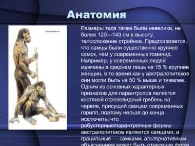Презентация австралопитек - слайд 7 7 слайд презентации австралопитек