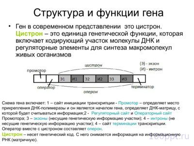 Презентация материальные основы наследственности - слайд 5 5 слайд презентации материальные основы наследственности