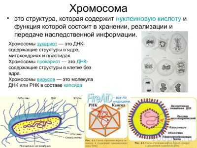 Презентация материальные основы наследственности - слайд 10 10 слайд презентации материальные основы наследственности