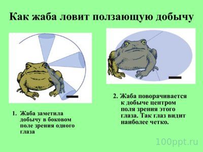 Презентация внутреннее строение лягушки - слайд 3 3 слайд презентации внутреннее строение лягушки