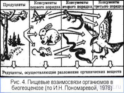 Презентация структура экосистемы - слайд 8 8 слайд презентации структура экосистемы