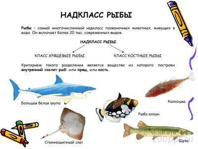 Презентация класс рыбы - слайд 1 1 слайд презентации класс рыбы
