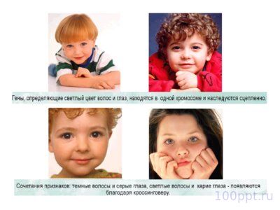Презентация морфология хромосом - слайд 12 12 слайд презентации морфология хромосом