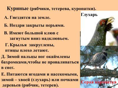 Презентация многообразие птиц - слайд 3 3 слайд презентации многообразие птиц