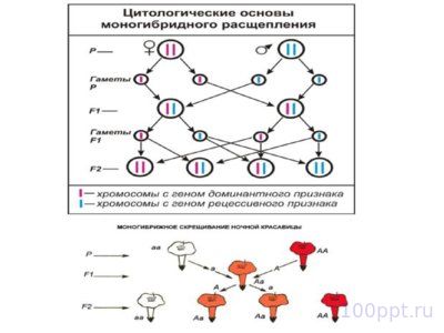 Презентация закономерности наследственности - слайд 9 9 слайд презентации закономерности наследственности