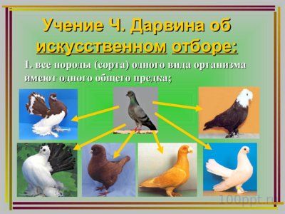 Презентация дарвинизм - слайд 6 6 слайд презентации дарвинизм