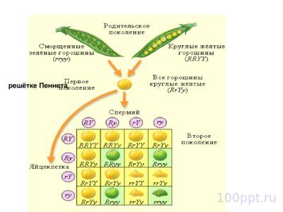 Презентация закономерности наследственности - слайд 11 11 слайд презентации закономерности наследственности