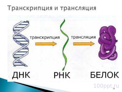 Презентация биохимические основы наследственности - слайд 10 10 слайд презентации биохимические основы наследственности