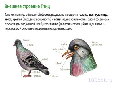 Презентация класс птицы - слайд 7 7 слайд презентации класс птицы