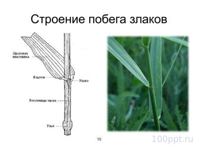 Презентация морфология растений - слайд 7 7 слайд презентации морфология растений