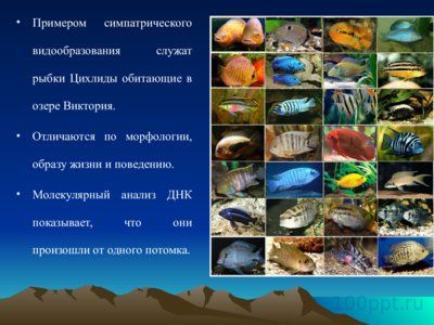 Презентация изолирующие механизмы - слайд 8 8 слайд презентации изолирующие механизмы