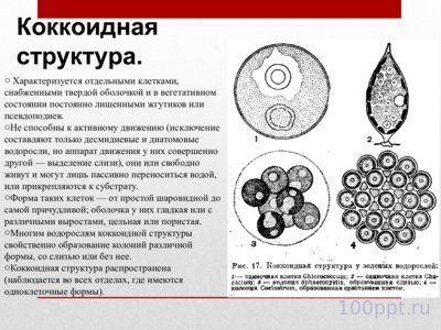 Презентация жизненные формы водорослей - слайд 5 5 слайд презентации жизненные формы водорослей
