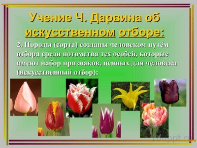 Презентация дарвинизм - слайд 7 7 слайд презентации дарвинизм
