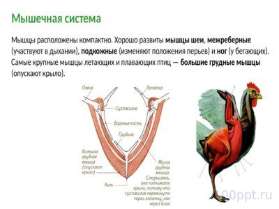 Презентация класс птицы - слайд 10 10 слайд презентации класс птицы