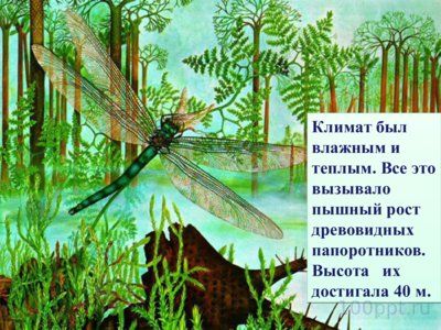 Презентация папоротники, плавуны и хвощи - слайд 4 4 слайд презентации папоротники, плавуны и хвощи