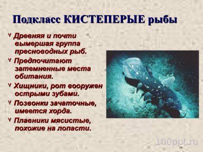Презентация класс костные рыбы - слайд 12 12 слайд презентации класс костные рыбы