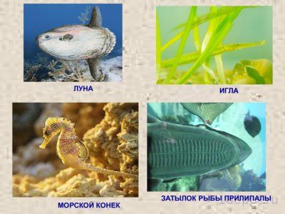 Презентация класс костные рыбы - слайд 8 8 слайд презентации класс костные рыбы