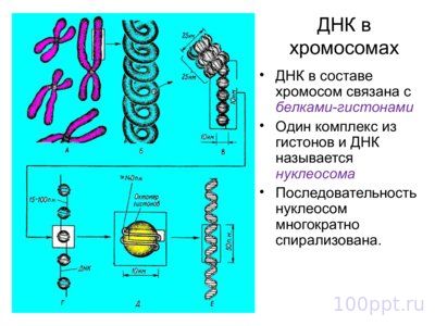 Презентация морфология хромосом - слайд 8 8 слайд презентации морфология хромосом
