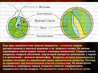 Презентация водоросли - слайд 6 6 слайд презентации водоросли