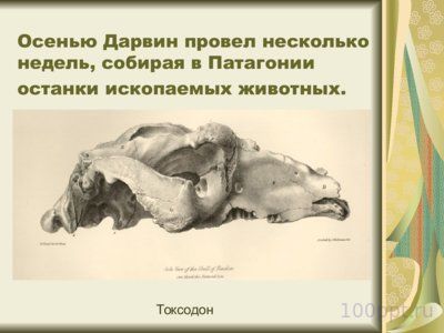 Презентация Чарльз Дарвин - слайд 10 10 слайд презентации Чарльз Дарвин