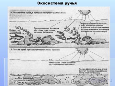 Презентация структура экосистемы - слайд 1 1 слайд презентации структура экосистемы