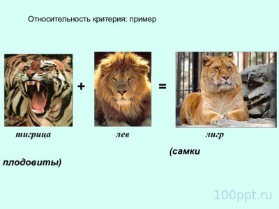 Презентация вид и видообразование - слайд 11 11 слайд презентации вид и видообразование