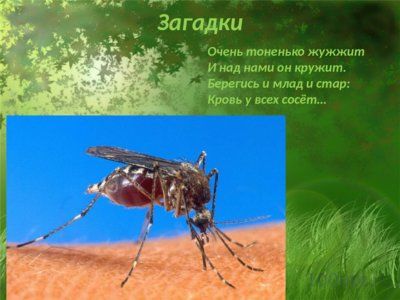 Презентация таинственный мир насекомых - слайд 5 5 слайд презентации таинственный мир насекомых