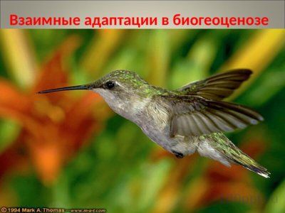 Презентация совместная жизнь видов в биогеоценозе - слайд 11 11 слайд презентации совместная жизнь видов в биогеоценозе
