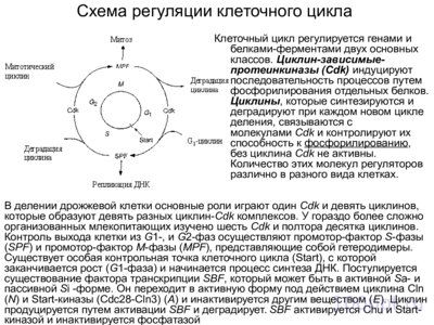 Презентация цитологические основы наследственности - слайд 7 7 слайд презентации цитологические основы наследственности