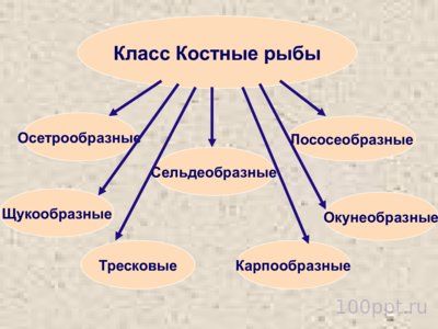 Презентация класс костные рыбы - слайд 1 1 слайд презентации класс костные рыбы