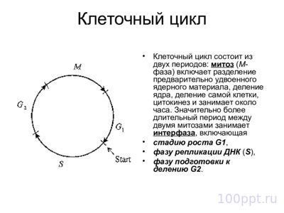 Презентация цитологические основы наследственности - слайд 6 6 слайд презентации цитологические основы наследственности