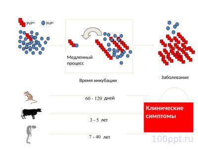 Презентация хромосомное и цитоплазматическое наследование - слайд 11 11 слайд презентации хромосомное и цитоплазматическое наследование