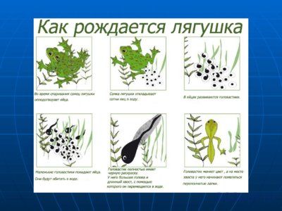Презентация жизненный цикл лягушки - слайд 2 2 слайд презентации жизненный цикл лягушки