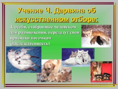 Презентация дарвинизм - слайд 10 10 слайд презентации дарвинизм