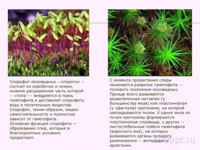 Презентация жизненный цикл мха Фунария - слайд 4 4 слайд презентации жизненный цикл мха Фунария