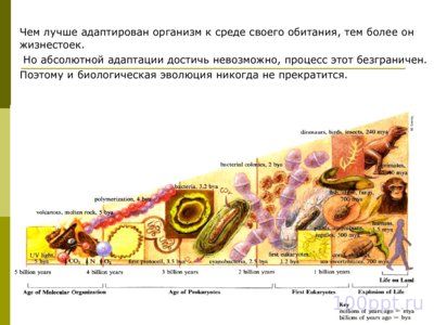 Презентация эволюционное учение - слайд 9 9 слайд презентации эволюционное учение