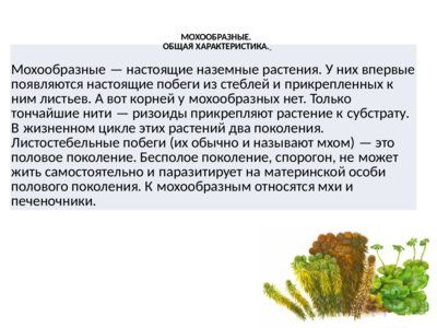 Презентация отдел моховидные - слайд 1 1 слайд презентации отдел моховидные