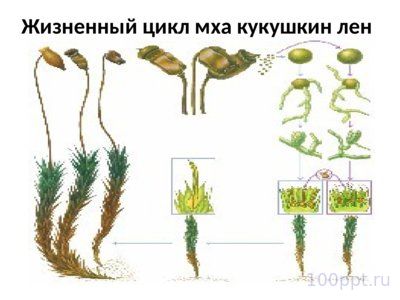 Презентация отдел моховидные - слайд 7 7 слайд презентации отдел моховидные