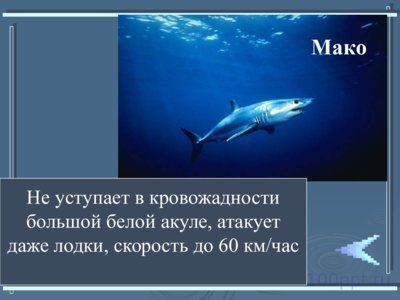 Презентация класс хрящевые рыбы - слайд 5 5 слайд презентации класс хрящевые рыбы