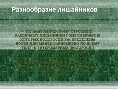 Презентация лишайники - слайд 7 7 слайд презентации лишайники
