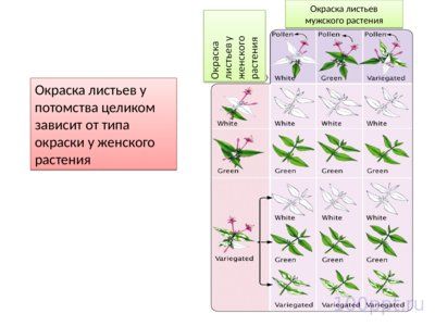 Презентация хромосомное и цитоплазматическое наследование - слайд 3 3 слайд презентации хромосомное и цитоплазматическое наследование