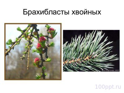 Презентация морфология растений - слайд 3 3 слайд презентации морфология растений