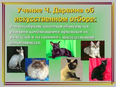 Презентация дарвинизм - слайд 9 9 слайд презентации дарвинизм