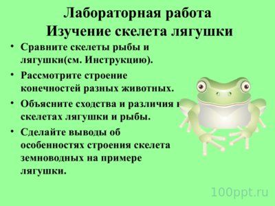 Презентация внутреннее строение лягушки - слайд 9 9 слайд презентации внутреннее строение лягушки