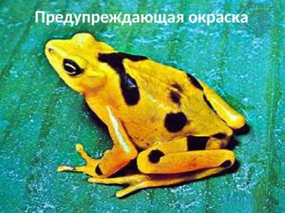 Презентация совместная жизнь видов в биогеоценозе - слайд 5 5 слайд презентации совместная жизнь видов в биогеоценозе
