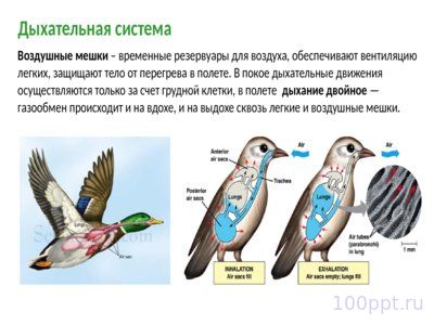 Презентация класс птицы - слайд 14 14 слайд презентации класс птицы