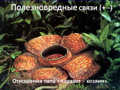 Презентация совместная жизнь видов в биогеоценозе - слайд 14 14 слайд презентации совместная жизнь видов в биогеоценозе